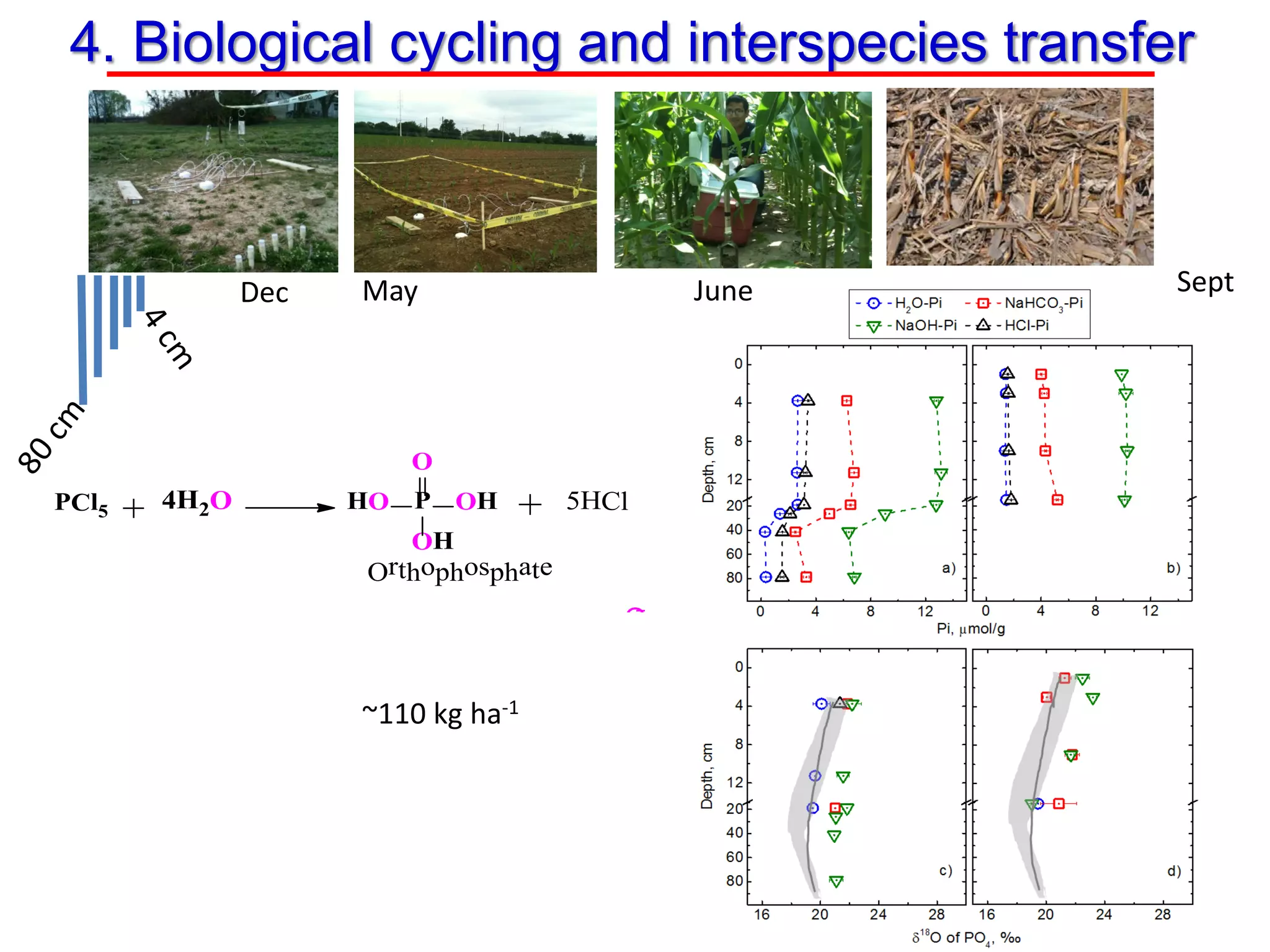 Dec May June Sept
4. Biological cycling and interspecies transfer
~110 kg ha-1
PCl5 4H2O 5HClP OHHO
OH
O
Orthophosphate
O
 