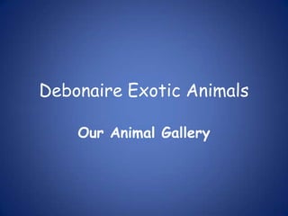 Debonaire Exotic Animals Our Animal Gallery 