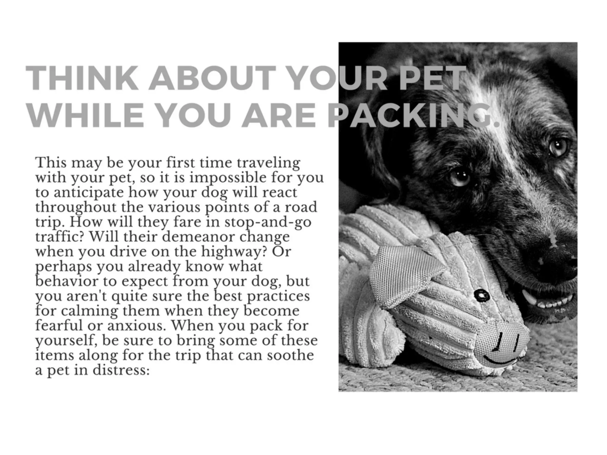 Tips For Traveling With Your Pet