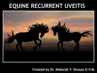 EQUINE RECURRENT UVEITIS
Created by Dr. Deborah Y. Strauss D.V.M.
 