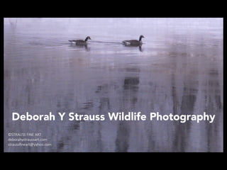 Deborah Y Strauss Wildlife Photography
 