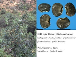 Discovery of the wild progenitor of Lima bean: a contribution  to local communities, phylogeographers and climatologist