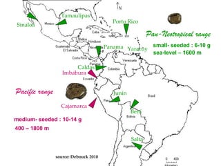 Discovery of the wild progenitor of Lima bean: a contribution  to local communities, phylogeographers and climatologist