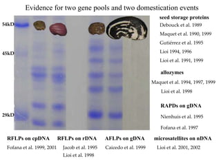 Discovery of the wild progenitor of Lima bean: a contribution  to local communities, phylogeographers and climatologist