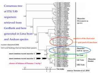 Discovery of the wild progenitor of Lima bean: a contribution  to local communities, phylogeographers and climatologist