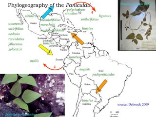 Discovery of the wild progenitor of Lima bean: a contribution  to local communities, phylogeographers and climatologist