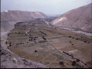 Discovery of the wild progenitor of Lima bean: a contribution  to local communities, phylogeographers and climatologist