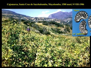 Discovery of the wild progenitor of Lima bean: a contribution  to local communities, phylogeographers and climatologist