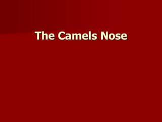 The Camels Nose
 