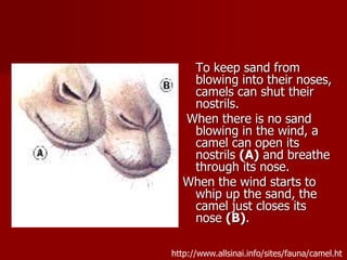 To keep sand from
blowing into their noses,
camels can shut their
nostrils.
When there is no sand
blowing in the wind, a
camel can open its
nostrils (A) and breathe
through its nose.
When the wind starts to
whip up the sand, the
camel just closes its
nose (B).
http://www.allsinai.info/sites/fauna/camel.ht
 