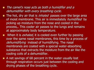  The camel's nose acts as both a humidifier and a
dehumidifier with every breathing cycle.
 The hot, dry air that is inhaled passes over the large area
of moist membrane. This air is immediately humidified by
picking up moisture from the nose and cooled in the
process,. This cooler air passes to the lungs and remains
at approximately body temperature.
 When it is exhaled, it is cooled even further by passing
over the same nasal membranes, this time by a process of
dehumidifying instead of humidifying. The nasal
membranes are coated with a special water-absorbing
substance that extracts the moisture from the air like the
cooling coils of a dehumidifier.
 A net savings of 68 percent in the water usually lost
through respiration occurs just between the cooling and
drying phases of the breathing cycle.
 