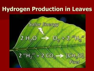 Hydrogen Production in Leaves
 