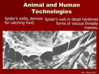 Animal and Human
Technologies
Spider’s webs, devices
for catching food;
Spider’s web in detail hardened
forms of viscous thready
masses.
Otto –Rasch 2001
 