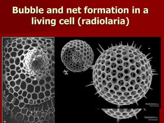 Bubble and net formation in a
living cell (radiolaria)
 