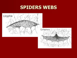 SPIDERS WEBS
 