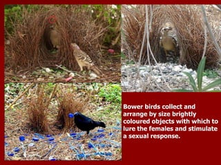 Bower birds collect and
arrange by size brightly
coloured objects with which to
lure the females and stimulate
a sexual response.
 