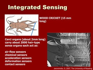 Cerci organs (about 2mm long)
carry about 2000 hair-type
sense organs each act as:
air-flow sensors
chemical sensors
acceleration sensors
deformation sensors
contact sensors
WOOD CRICKET (15 mm
long)
Integrated Sensing
Jeronimidis, G, 2007, The University of Reading
 