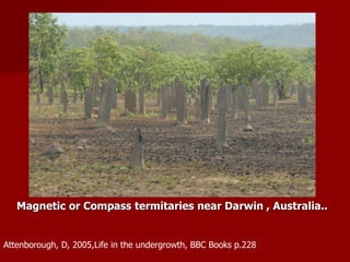 Magnetic or Compass termitaries near Darwin , Australia..
Attenborough, D, 2005,Life in the undergrowth, BBC Books p.228
 