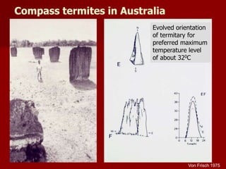 Compass termites in Australia
Evolved orientation
of termitary for
preferred maximum
temperature level
of about 320C
Von Frisch 1975
 