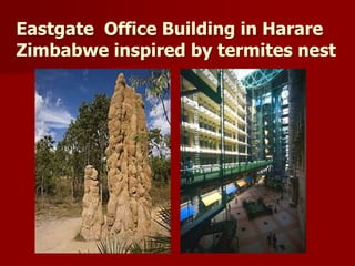Eastgate Office Building in Harare
Zimbabwe inspired by termites nest
 
