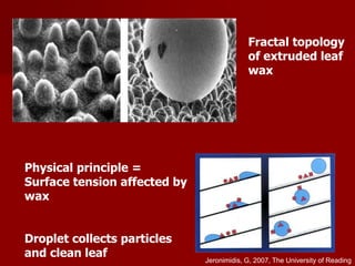 Fractal topology
of extruded leaf
wax
Physical principle =
Surface tension affected by
wax
Droplet collects particles
and clean leaf Jeronimidis, G, 2007, The University of Reading
 