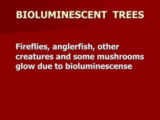 BIOLUMINESCENT TREES
Fireflies, anglerfish, other
creatures and some mushrooms
glow due to bioluminescense
 