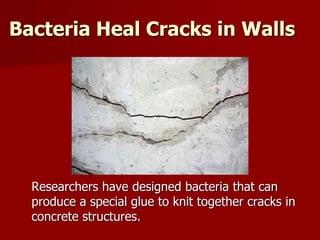 Bacteria Heal Cracks in Walls
Researchers have designed bacteria that can
produce a special glue to knit together cracks in
concrete structures.
 