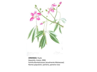 ORMINDO, Paulo
Aquarela, março, 2006
Família Bombacaceae (atualmente Malvaceae)
Nomes populares: paineira, paineira-rosa
 
