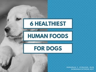 Top 6 Human Foods for Dogs