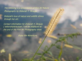 Deborah Y. Strauss Presents: Fine Art Nature Photography