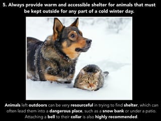 Deborah Y. Strauss, D.V.M: Caring For Your Pets Through The Winter
