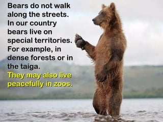 Bears do not walk along the streets. In our country bears live on special territories. For example, in dense forests or in the taiga.  They may also live peacefully in zoos. 