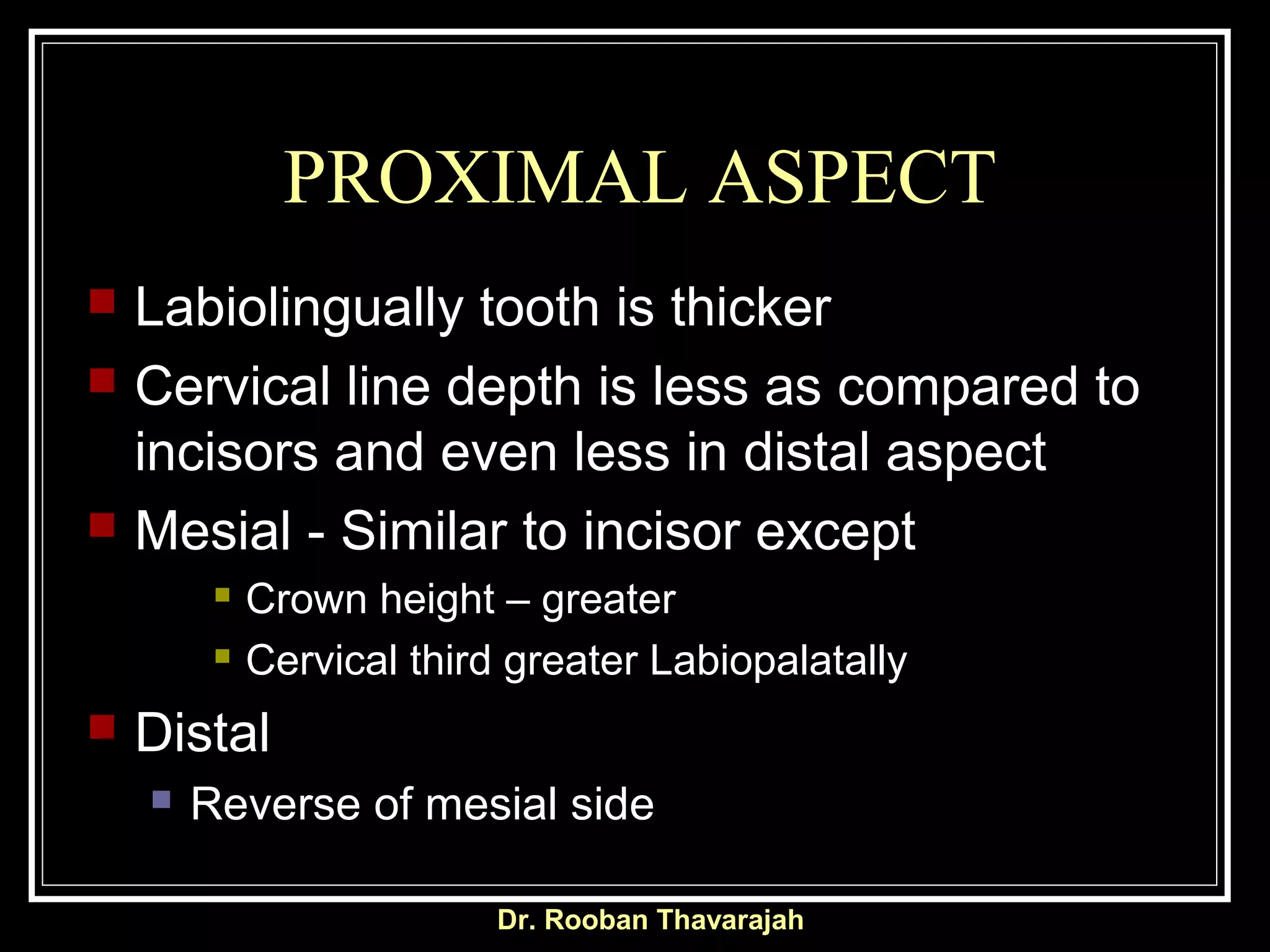 PROXIMAL ASPECT
 Labiolingually tooth is thicker
 Cervical line depth is less as compared to
incisors and even less in distal aspect
 Mesial - Similar to incisor except
 Crown height – greater
 Cervical third greater Labiopalatally
 Distal
 Reverse of mesial side
Dr. Rooban Thavarajah
 