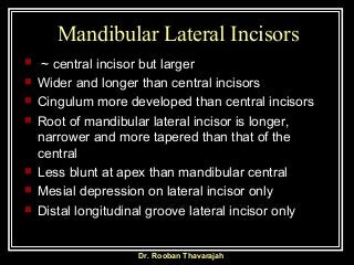 Dr. Rooban Thavarajah
Mandibular Lateral Incisors
 ~ central incisor but larger
 Wider and longer than central incisors
...