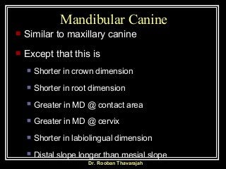 Dr. Rooban Thavarajah
Mandibular Canine
 Similar to maxillary canine
 Except that this is
 Shorter in crown dimension
...