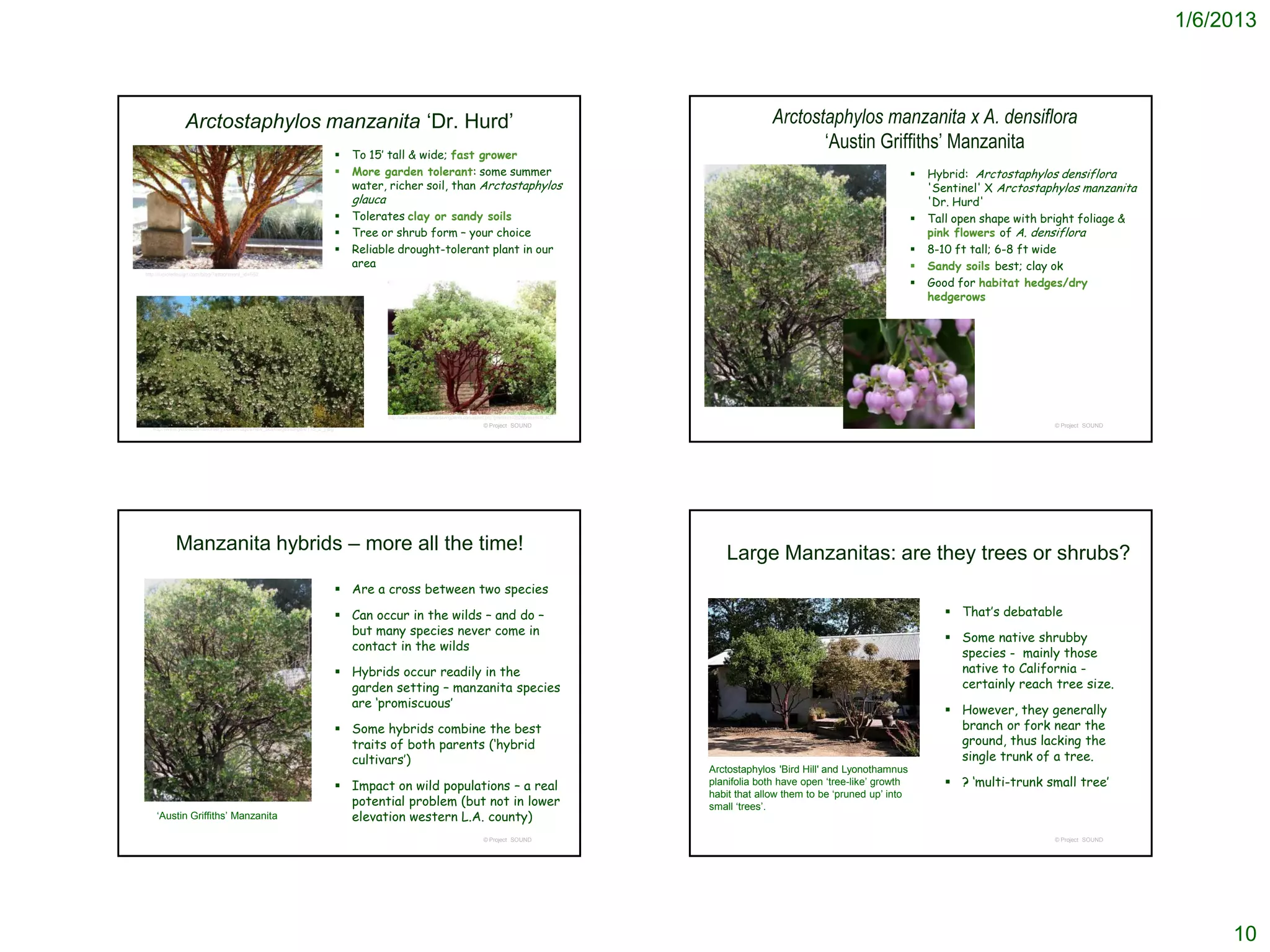 1/6/2013



                Arctostaphylos manzanita ‘Dr. Hurd’                                                                                                                                         Arctostaphylos manzanita x A. densiflora
                                                                                                                                                                                                   ‘Austin Griffiths’ Manzanita
                                                                                 To 15’ tall & wide; fast grower
                                                                                 More garden tolerant: some summer                                                                                                              Hybrid: Arctostaphylos densiflora
                                                                                  water, richer soil, than Arctostaphylos                                                                                                         'Sentinel' X Arctostaphylos manzanita
                                                                                  glauca                                                                                                                                          'Dr. Hurd'
                                                                                 Tolerates clay or sandy soils                                                                                                                  Tall open shape with bright foliage &
                                                                                 Tree or shrub form – your choice                                                                                                                pink flowers of A. densiflora
                                                                                 Reliable drought-tolerant plant in our                                                                                                         8-10 ft tall; 6-8 ft wide
                                                                                  area                                                                                                                                           Sandy soils best; clay ok
http://lucioledesign.com/blog/?attachment_id=552

                                                                                                                                                                                                                                 Good for habitat hedges/dry
                                                                                                                                                                                                                                  hedgerows




                                                                                           http://www.santacruz.watersavingplants.com/eplant.php?plantnum=2528&return=l9_aC
                                                                                                                                         © Project SOUND                                                                                                © Project SOUND
   http://www.yerbabuenanursery.com/images/new_botimages/large/0118_2_j.jpg




            Manzanita hybrids – more all the time!                                                                                                                               Large Manzanitas: are they trees or shrubs?
                                                                               Are a cross between two species

                                                                               Can occur in the wilds – and do –                                                                                                                     That’s debatable
                                                                                but many species never come in
                                                                                                                                                                                                                                      Some native shrubby
                                                                                contact in the wilds
                                                                                                                                                                                                                                       species - mainly those
                                                                               Hybrids occur readily in the                                                                                                                           native to California -
                                                                                garden setting – manzanita species                                                                                                                     certainly reach tree size.
                                                                                are ‘promiscuous’
                                                                                                                                                                                                                                      However, they generally
                                                                               Some hybrids combine the best                                                                                                                          branch or fork near the
                                                                                traits of both parents (‘hybrid                                                                                                                        ground, thus lacking the
                                                                                cultivars’)                                                                                                                                            single trunk of a tree.
                                                                                                                                                                              Arctostaph​ylos 'Bird Hill' and Lyonothamn​us
                                                                               Impact on wild populations – a real                                                           planifolia both have open ‘tree-like’ growth            ? ‘multi-trunk small tree’
                                                                                                                                                                              habit that allow them to be ‘pruned up’ into
                                                                                potential problem (but not in lower                                                           small ‘trees’.
    ‘Austin Griffiths’ Manzanita                                                elevation western L.A. county)
                                                                                                                                         © Project SOUND                                                                                                © Project SOUND




                                                                                                                                                                                                                                                                               10
 