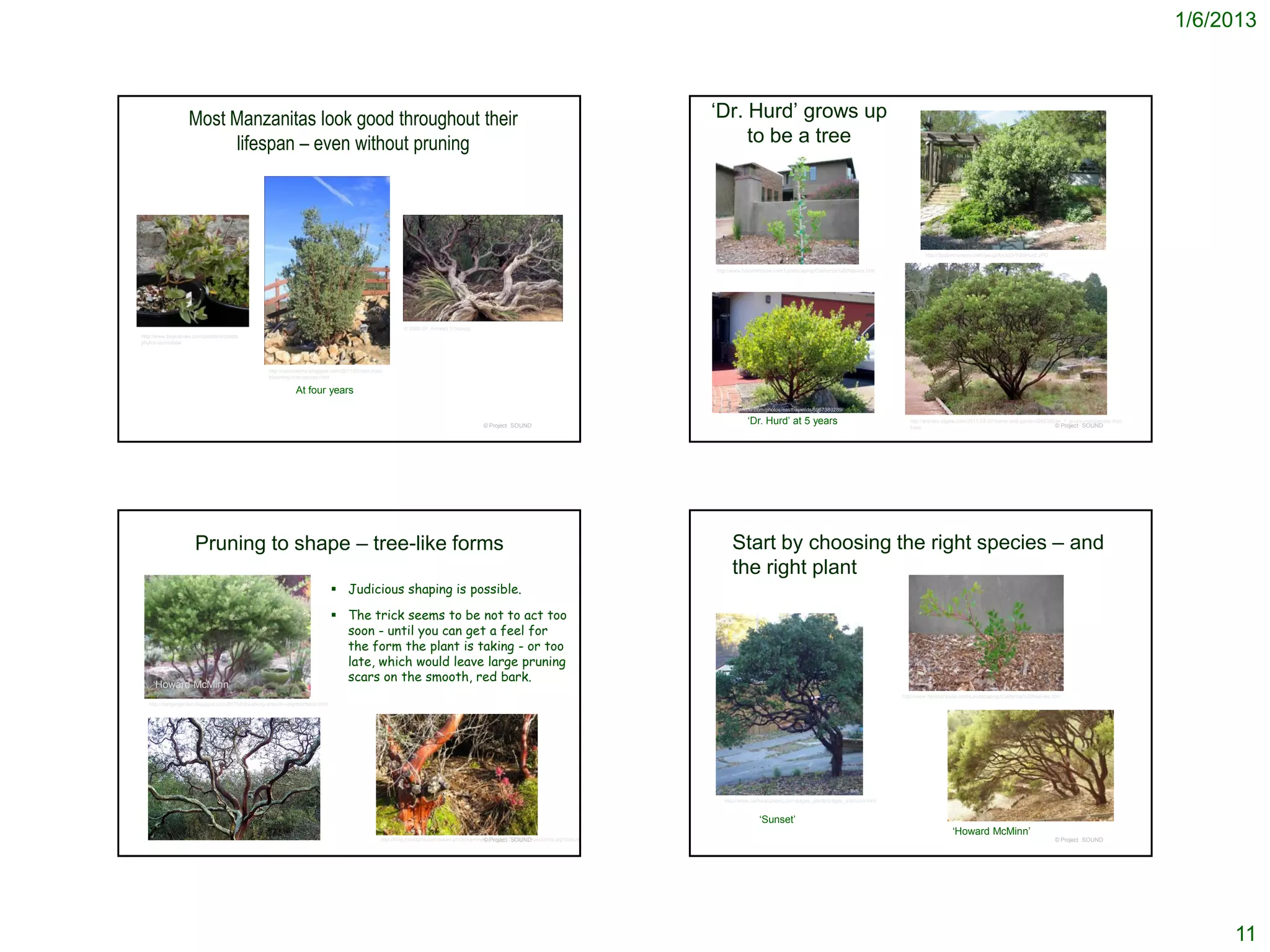 1/6/2013



                    Most Manzanitas look good throughout their                                                                                                                               ‘Dr. Hurd’ grows up
                         lifespan – even without pruning                                                                                                                                          to be a tree




                                                                                                                                                                                                                                                                           http://3palmsnursery.com/ywup/ArctoDr%20Hurd.JPG


                                                                                                                                                                                             http://www.heronshouse.com/Landscaping/California%20Natives.htm




                                                                                                             © 2008 Dr. Amadej Trnkoczy
http://www.baynatives.com/plants/Arctosta
phylos-auriculata/




                                                   http://camissonia.blogspot.com/2011/01/rain-frost-
                                                   blooming-manzanitas.html

                                                              At four years
                                                                                                                                                                                             http://www.flickr.com/photos/eastbaywilds/5967389289/


                                                                                                                                               © Project SOUND
                                                                                                                                                                                                         ‘Dr. Hurd’ at 5 years                                       http://articles.sfgate.com/2011-02-27/home-and-garden/28632634_1_prune-manzanitas-fruit-
                                                                                                                                                                                                                                                                     trees                                                       © Project SOUND




                      Pruning to shape – tree-like forms                                                                                                                                           Start by choosing the right species – and
                                                                                                                                                                                                   the right plant
                                                                                Judicious shaping is possible.

                                                                                The trick seems to be not to act too
                                                                                 soon - until you can get a feel for
                                                                                 the form the plant is taking - or too
                                                                                 late, which would leave large pruning
                                                                                 scars on the smooth, red bark.
    ‘Howard McMinn’
                                                                                                                                                                                                                                                                  http://www.heronshouse.com/Landscaping/California%20Natives.htm
   http://dangergarden.blogspot.com/2010/03/walking-around-neighborhood.html




                                                                                                                                                                                                http://www.calfloranursery.com/pages_plants/pages_a/arcsun.html



                                                                                                                                                                                                              ‘Sunset’
                                                                                                                                                                                                                                                                                      ‘Howard McMinn’
                                                                                                    http://blog.travelpod.com/travel-photo/keeleyhope/1/1267709433/manzanita.jpg/tpod.html
                                                                                                                                                 © Project SOUND                                                                                                                                                                © Project SOUND




                                                                                                                                                                                                                                                                                                                                                                     11
 