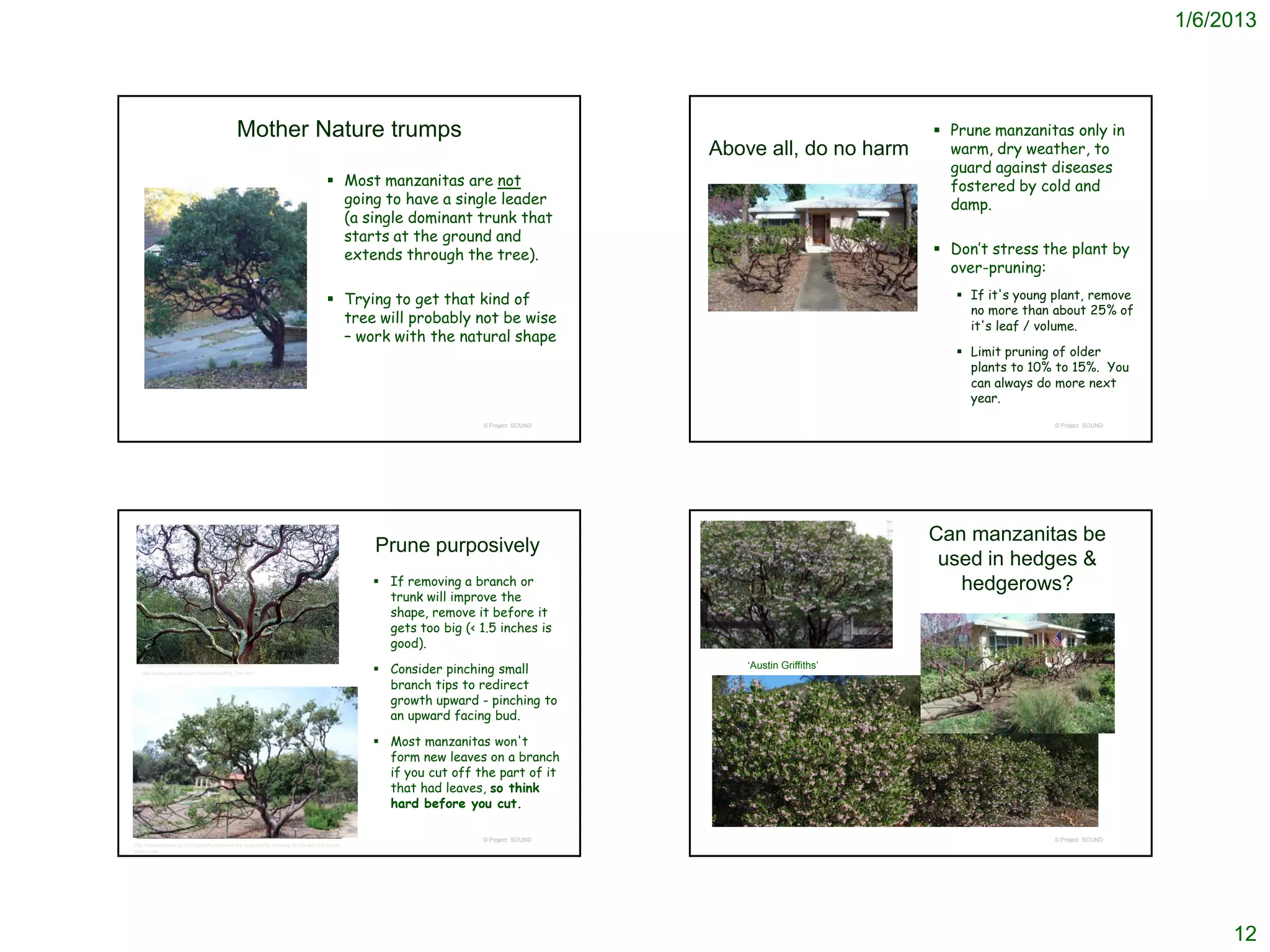 1/6/2013




                                             Mother Nature trumps                                                                                            Prune manzanitas only in
                                                                                                                                   Above all, do no harm      warm, dry weather, to
                                                                                                                                                              guard against diseases
                                                                                      Most manzanitas are not                                                fostered by cold and
                                                                                       going to have a single leader                                          damp.
                                                                                       (a single dominant trunk that
                                                                                       starts at the ground and
                                                                                       extends through the tree).                                            Don’t stress the plant by
                                                                                                                                                              over-pruning:

                                                                                      Trying to get that kind of                                               If it's young plant, remove
                                                                                                                                                                 no more than about 25% of
                                                                                       tree will probably not be wise                                            it's leaf / volume.
                                                                                       – work with the natural shape
                                                                                                                                                                Limit pruning of older
                                                                                                                                                                 plants to 10% to 15%. You
                                                                                                                                                                 can always do more next
                                                                                                                                                                 year.
                                                                                                                 © Project SOUND                                               © Project SOUND




                                                                                                                                                            Can manzanitas be
                                                                                              Prune purposively
                                                                                                                                                             used in hedges &
                                                                                               If removing a branch or                                        hedgerows?
                                                                                                trunk will improve the
                                                                                                shape, remove it before it
                                                                                                gets too big (< 1.5 inches is
                                                                                                good).
     http://en.wikipedia.org/wiki/File:Manzanita.JPG
   http://www.juniperridge.com/wildcrafting_use.htm                                            Consider pinching small                ‘Austin Griffiths’

                                                                                                branch tips to redirect
                                                                                                growth upward - pinching to
                                                                                                an upward facing bud.

                                                                                               Most manzanitas won't
                                                                                                form new leaves on a branch
                                                                                                if you cut off the part of it
                                                                                                that had leaves, so think
                                                                                                hard before you cut.

                                                                                                                 © Project SOUND                                               © Project SOUND
http://truevisiondesign.com/janet/fun/around-the-property/86-clearing-brush-and-the-joy-of-
poison-oak




                                                                                                                                                                                                      12
 