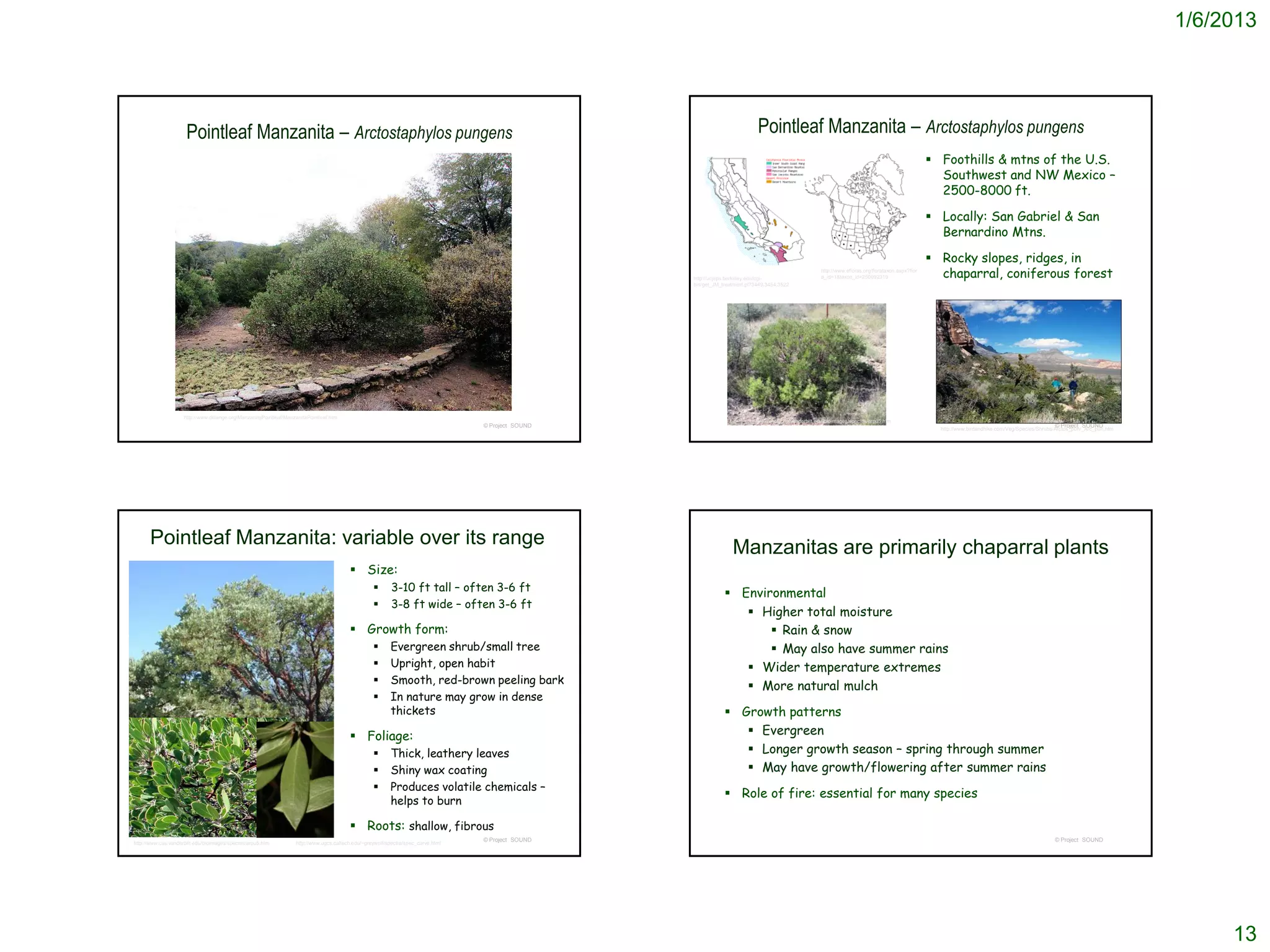 1/6/2013




                      Pointleaf Manzanita – Arctostaphylos pungens                                                                                                            Pointleaf Manzanita – Arctostaphylos pungens
                                                                                                                                                                                                                                                       Foothills & mtns of the U.S.
                                                                                                                                                                                                                                                        Southwest and NW Mexico –
                                                                                                                                                                                                                                                        2500-8000 ft.

                                                                                                                                                                                                                                                       Locally: San Gabriel & San
                                                                                                                                                                                                                                                        Bernardino Mtns.

                                                                                                                                                                                                                                                       Rocky slopes, ridges, in
                                                                                                                                                     http://ucjeps.berkeley.edu/cgi-
                                                                                                                                                                                                        http://www.efloras.org/florataxon.aspx?flor
                                                                                                                                                                                                        a_id=1&taxon_id=250092319                       chaparral, coniferous forest
                                                                                                                                                     bin/get_JM_treatment.pl?3449,3454,3522




                     http://www.delange.org/ManzanitaPointleaf/ManzanitaPointleaf.htm
                                                                                                                                                                             http://www.cas.vanderbilt.edu/bioimages/species/arpu5.htm
                                                                                                                                   © Project SOUND                                                                                                                                                   © Project SOUND
                                                                                                                                                                                                                                                        http://www.birdandhike.com/Veg/Species/Shrubs/Arctos_pun/_Arc_pun.htm




      Pointleaf Manzanita: variable over its range                                                                                                                  Manzanitas are primarily chaparral plants
                                                                                          Size:
                                                                                                          3-10 ft tall – often 3-6 ft
                                                                                                                                                                  Environmental
                                                                                                          3-8 ft wide – often 3-6 ft
                                                                                                                                                                     Higher total moisture
                                                                                          Growth form:                                                                  Rain & snow
                                                                                                         Evergreen shrub/small tree                                     May also have summer rains
                                                                                                         Upright, open habit                                        Wider temperature extremes
                                                                                                         Smooth, red-brown peeling bark
                                                                                                                                                                     More natural mulch
                                                                                                         In nature may grow in dense
                                                                                                          thickets                                                Growth patterns
                                                                                          Foliage:                                                                  Evergreen
                                                                                                         Thick, leathery leaves                                     Longer growth season – spring through summer
                                                                                                         Shiny wax coating                                          May have growth/flowering after summer rains
                                                                                                         Produces volatile chemicals –
                                                                                                                                                                  Role of fire: essential for many species
                                                                                                          helps to burn

                                                                                          Roots: shallow, fibrous
                                                                                                                                   © Project SOUND                                                                                                                                                   © Project SOUND
http://www.cas.vanderbilt.edu/bioimages/species/arpu5.htm          http://www.ugcs.caltech.edu/~greywolf/spectra/spec_curve.html




                                                                                                                                                                                                                                                                                                                                     13
 