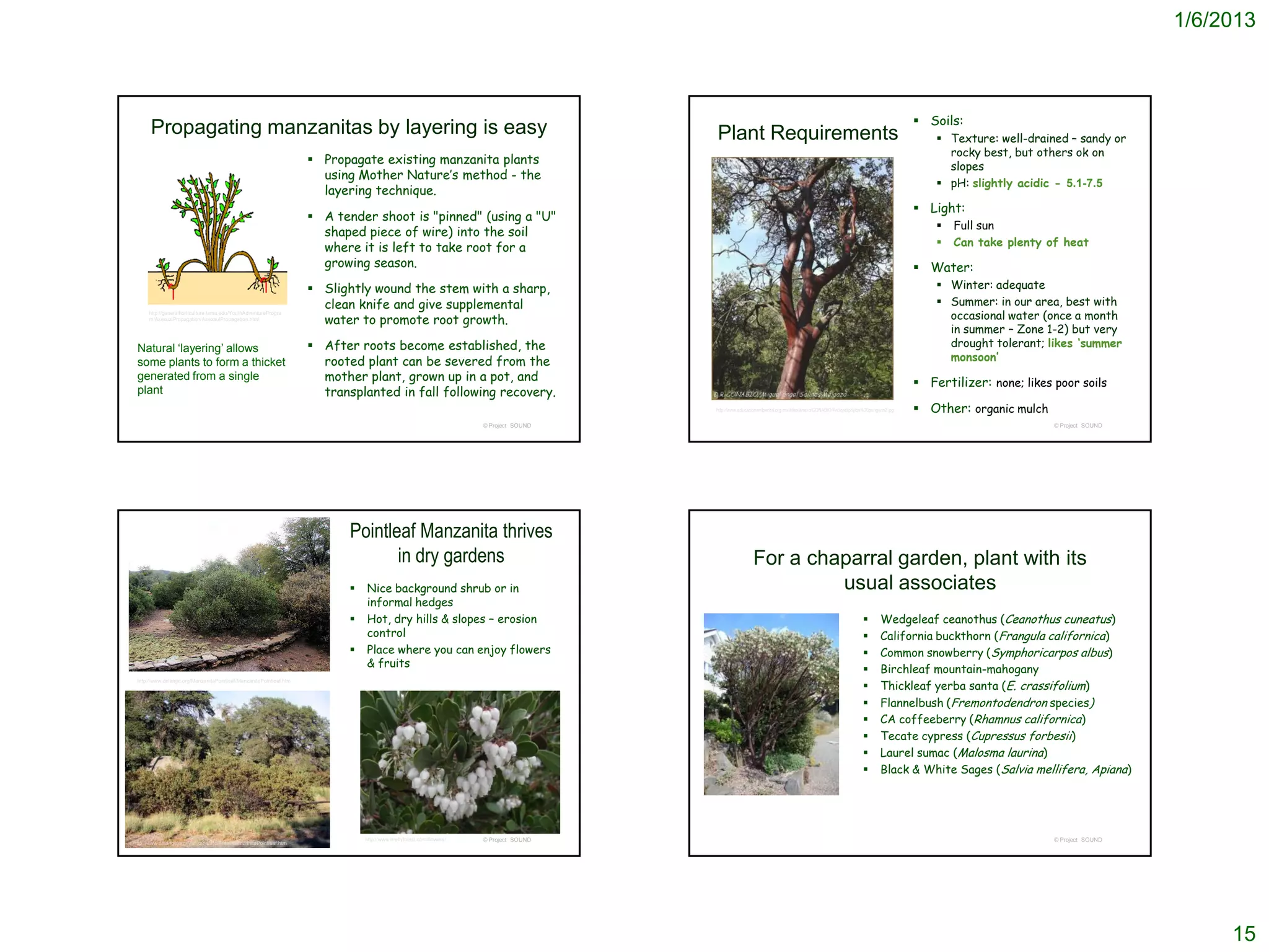 1/6/2013



                                                                                                                                                                                                                                   Soils:
       Propagating manzanitas by layering is easy                                                                                        Plant Requirements                                                                            Texture: well-drained – sandy or
                                                                                                                                                                                                                                        rocky best, but others ok on
                                                                     Propagate existing manzanita plants                                                                                                                               slopes
                                                                      using Mother Nature’s method - the
                                                                                                                                                                                                                                       pH: slightly acidic - 5.1-7.5
                                                                      layering technique.
                                                                                                                                                                                                                                   Light:
                                                                     A tender shoot is "pinned" (using a "U"
                                                                                                                                                                                                                                         Full sun
                                                                      shaped piece of wire) into the soil
                                                                      where it is left to take root for a                                                                                                                                Can take plenty of heat
                                                                      growing season.                                                                                                                                              Water:
                                                                     Slightly wound the stem with a sharp,                                                                                                                            Winter: adequate
                                                                      clean knife and give supplemental                                                                                                                                Summer: in our area, best with
      http://generalhorticulture.tamu.edu/YouthAdventureProgra
      m/AsexualPropagation/AsexaulPropagation.html
                                                                      water to promote root growth.                                                                                                                                     occasional water (once a month
                                                                                                                                                                                                                                        in summer – Zone 1-2) but very
 Natural ‘layering’ allows                                           After roots become established, the                                                                                                                               drought tolerant; likes ‘summer
 some plants to form a thicket                                        rooted plant can be severed from the                                                                                                                              monsoon’
 generated from a single                                              mother plant, grown up in a pot, and                                                                                                                         Fertilizer: none; likes poor soils
 plant                                                                transplanted in fall following recovery.
                                                                                                                                         http://www.educacionambiental.org.mx/atlas/anexo/CONABIO/Arctostaphylos%20pungens2.jpg    Other: organic mulch
                                                                                                                       © Project SOUND                                                                                                                      © Project SOUND




                                                                           Pointleaf Manzanita thrives
                                                                                  in dry gardens                                                          For a chaparral garden, plant with its
                                                                              Nice background shrub or in                                                         usual associates
                                                                               informal hedges
                                                                              Hot, dry hills & slopes – erosion                                                                                                       Wedgeleaf ceanothus (Ceanothus cuneatus)
                                                                               control                                                                                                                                 California buckthorn (Frangula californica)
                                                                              Place where you can enjoy flowers                                                                                                       Common snowberry (Symphoricarpos albus)
                                                                               & fruits
                                                                                                                                                                                                                       Birchleaf mountain-mahogany
                                                                                                                                                                                                                        Thickleaf yerba santa (E. crassifolium)
 http://www.delange.org/ManzanitaPointleaf/ManzanitaPointleaf.htm
                                                                                                                                                                                                                
                                                                                                                                                                                                                       Flannelbush (Fremontodendron species)
                                                                                                                                                                                                                       CA coffeeberry (Rhamnus californica)
                                                                                                                                                                                                                       Tecate cypress (Cupressus forbesii)
                                                                                                                                                                                                                       Laurel sumac (Malosma laurina)
                                                                                                                                                                                                                       Black & White Sages (Salvia mellifera, Apiana)




                                                                               http://www.fireflyforest.com/flowers/   © Project SOUND                                                                                                                      © Project SOUND
http://www.delange.org/ManzanitaPointleaf/ManzanitaPointleaf.htm
http://www.wildflower.org/plants/result.php?id_plant=ARPU5




                                                                                                                                                                                                                                                                                   15
 