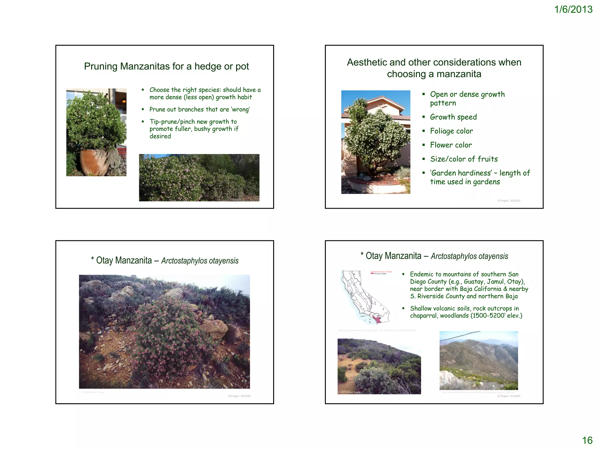 1/6/2013




  Pruning Manzanitas for a hedge or pot                                     Aesthetic and other considerations when
                                                                                     choosing a manzanita
                       Choose the right species: should have a
                        more dense (less open) growth habit                                                                                   Open or dense growth
                                                                                                                                               pattern
                       Prune out branches that are ‘wrong’
                                                                                                                                              Growth speed
                       Tip-prune/pinch new growth to
                        promote fuller, bushy growth if                                                                                       Foliage color
                        desired
                                                                                                                                              Flower color
                                                                                                                                              Size/color of fruits
                                                                                                                                              ‘Garden hardiness’ – length of
                                                                                                                                               time used in gardens

                                                   © Project SOUND                                                                                                                                   © Project SOUND




        * Otay Manzanita – Arctostaphylos otayensis                                     * Otay Manzanita – Arctostaphylos otayensis
                                                                                                                              Endemic to mountains of southern San
                                                                                                                               Diego County (e.g., Guatay, Jamul, Otay),
                                                                                                                               near border with Baja California & nearby
                                                                                                                               S. Riverside County and northern Baja

                                                                                                                              Shallow volcanic soils, rock outcrops in
                                                                                                                               chaparral, woodlands (1500-5200‘ elev.)

                                                                     http://ucjeps.berkeley.edu/cgi-bin/get_JM_treatment.pl?3449,3454,3513




© 2003 David Graber                                                  © 2003 David Graber                                                          http://www.willhiteweb.com/california_climbing/trip_reports_099.htm
                                                   © Project SOUND                                                                                                                                   © Project SOUND




                                                                                                                                                                                                                             16
 