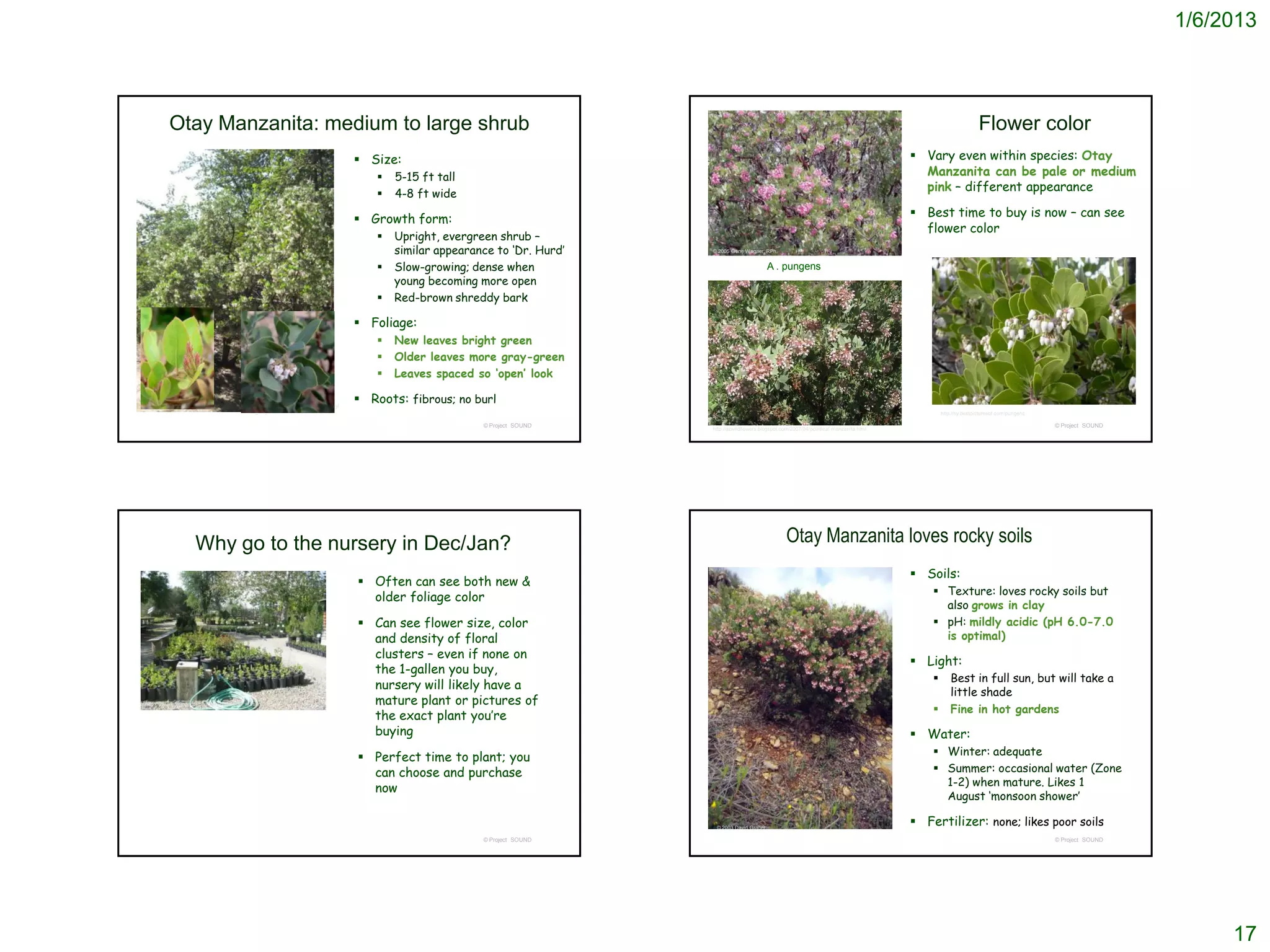1/6/2013



          Otay Manzanita: medium to large shrub                                                                                                                                                                                 Flower color
                                                                                         Size:                                                                                                          Vary even within species: Otay
                                                                                               5-15 ft tall                                                                                              Manzanita can be pale or medium
                                                                                                                                                                                                          pink – different appearance
                                                                                               4-8 ft wide

                                                                                         Growth form:                                                                                                   Best time to buy is now – can see
                                                                                                                                                                                                          flower color
                                                                                               Upright, evergreen shrub –
                                                                                                similar appearance to ‘Dr. Hurd’   © 2005 Gene Wagner, RPh.


                                                                                               Slow-growing; dense when                                  A . pungens
                                                                                                young becoming more open
                                                                                               Red-brown shreddy bark

                                                                                         Foliage:
                                                                                               New leaves bright green
                                                                                               Older leaves more gray-green
                                                                                               Leaves spaced so ‘open’ look

                                            http://en.wikipedia.org/wiki/Arctostaphyl
                                                                                         Roots: fibrous; no burl
                                            os_otayensis                                                                                                                                                        http://hy.bestpicturesof.com/pungens

                                                                                                                © Project SOUND                                                                                                                        © Project SOUND
                                                                                                                                   http://azwildflowers.blogspot.com/2007/04/pointleaf-manzanita.html




                     Why go to the nursery in Dec/Jan?                                                                                                            Otay Manzanita loves rocky soils
                                                                                                                                                                                                         Soils:
                                                                                         Often can see both new &
                                                                                                                                                                                                             Texture: loves rocky soils but
                                                                                          older foliage color
                                                                                                                                                                                                              also grows in clay
                                                                                         Can see flower size, color                                                                                         pH: mildly acidic (pH 6.0-7.0
                                                                                          and density of floral                                                                                               is optimal)
                                                                                          clusters – even if none on
                                                                                                                                                                                                         Light:
                                                                                          the 1-gallen you buy,
                                                                                                                                                                                                                   Best in full sun, but will take a
                                                                                          nursery will likely have a
                                                                                                                                                                                                                    little shade
                                                                                          mature plant or pictures of
                                                                                                                                                                                                                    Fine in hot gardens
http://www.intermountainnursery.com/retail_nursery.htm
                                                                                                                                                                                                            
                                                                                          the exact plant you’re
                                                                                          buying                                                                                                         Water:
                                                                                         Perfect time to plant; you                                                                                         Winter: adequate
                                                                                          can choose and purchase                                                                                            Summer: occasional water (Zone
                                                                                                                                                                                                              1-2) when mature. Likes 1
                                                                                          now
                                                                                                                                                                                                              August ‘monsoon shower’

                                                                                                                                    © 2003 David Graber
                                                                                                                                                                                                         Fertilizer: none; likes poor soils
                                                                                                                © Project SOUND                                                                                                                        © Project SOUND




                                                                                                                                                                                                                                                                              17
 