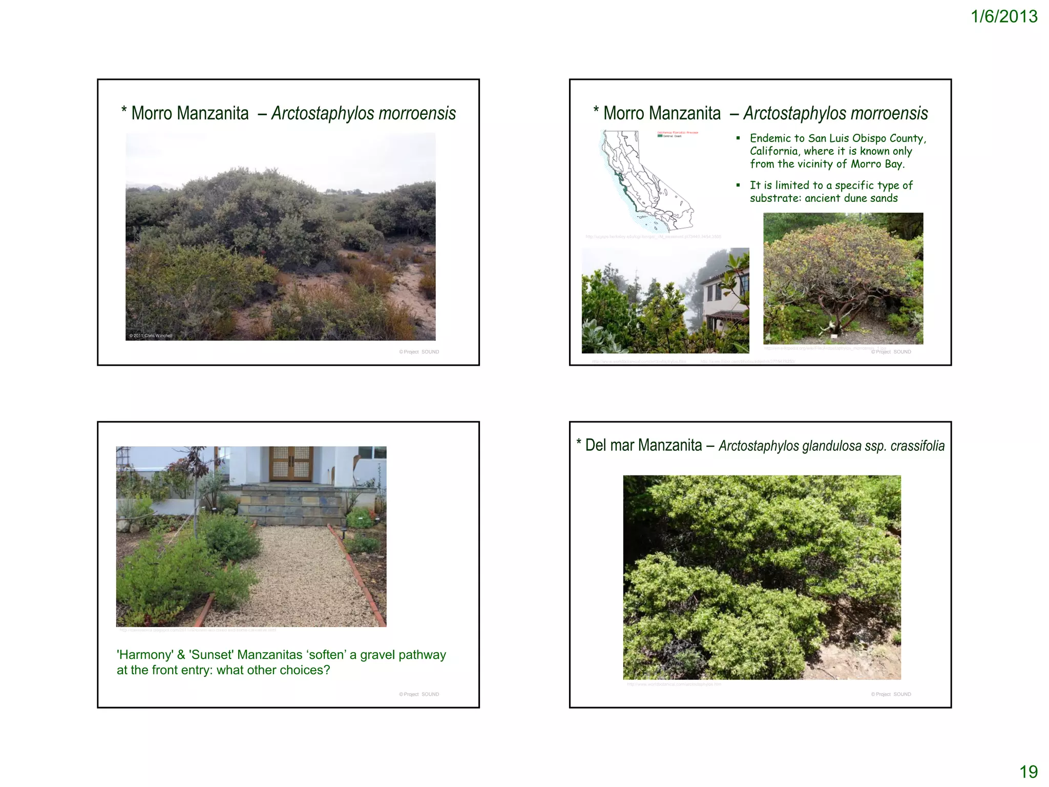 1/6/2013




* Morro Manzanita – Arctostaphylos morroensis                                                            * Morro Manzanita – Arctostaphylos morroensis
                                                                                                                                                                                   Endemic to San Luis Obispo County,
                                                                                                                                                                                    California, where it is known only
                                                                                                                                                                                    from the vicinity of Morro Bay.

                                                                                                                                                                                   It is limited to a specific type of
                                                                                                                                                                                    substrate: ancient dune sands


                                                                                                      http://ucjeps.berkeley.edu/cgi-bin/get_JM_treatment.pl?3449,3454,3505




    © 2011 Chris Winchell


                                                                                                                                                                                                http://en.wikipedia.org/wiki/File:Arctostaphylos_morroensis_1.jpg
                                                                                   © Project SOUND                                                                                                                                                       © Project SOUND
                                                                                                         http://www.worldbotanical.com/arctostaphylos.htm       http://www.flickr.com/photos/edgehill/3776478253/




                                                                                                     * Del mar Manzanita – Arctostaphylos glandulosa ssp. crassifolia




http://camissonia.blogspot.com/2011/02/olives-are-cured-and-some-cal-native.html




'Harmony' & 'Sunset' Manzanitas ‘soften’ a gravel pathway
at the front entry: what other choices?
                                                                                                                           http://www.worldbotanical.com/arctostaphylos.htm

                                                                                   © Project SOUND                                                                                                                                                       © Project SOUND




                                                                                                                                                                                                                                                                                19
 