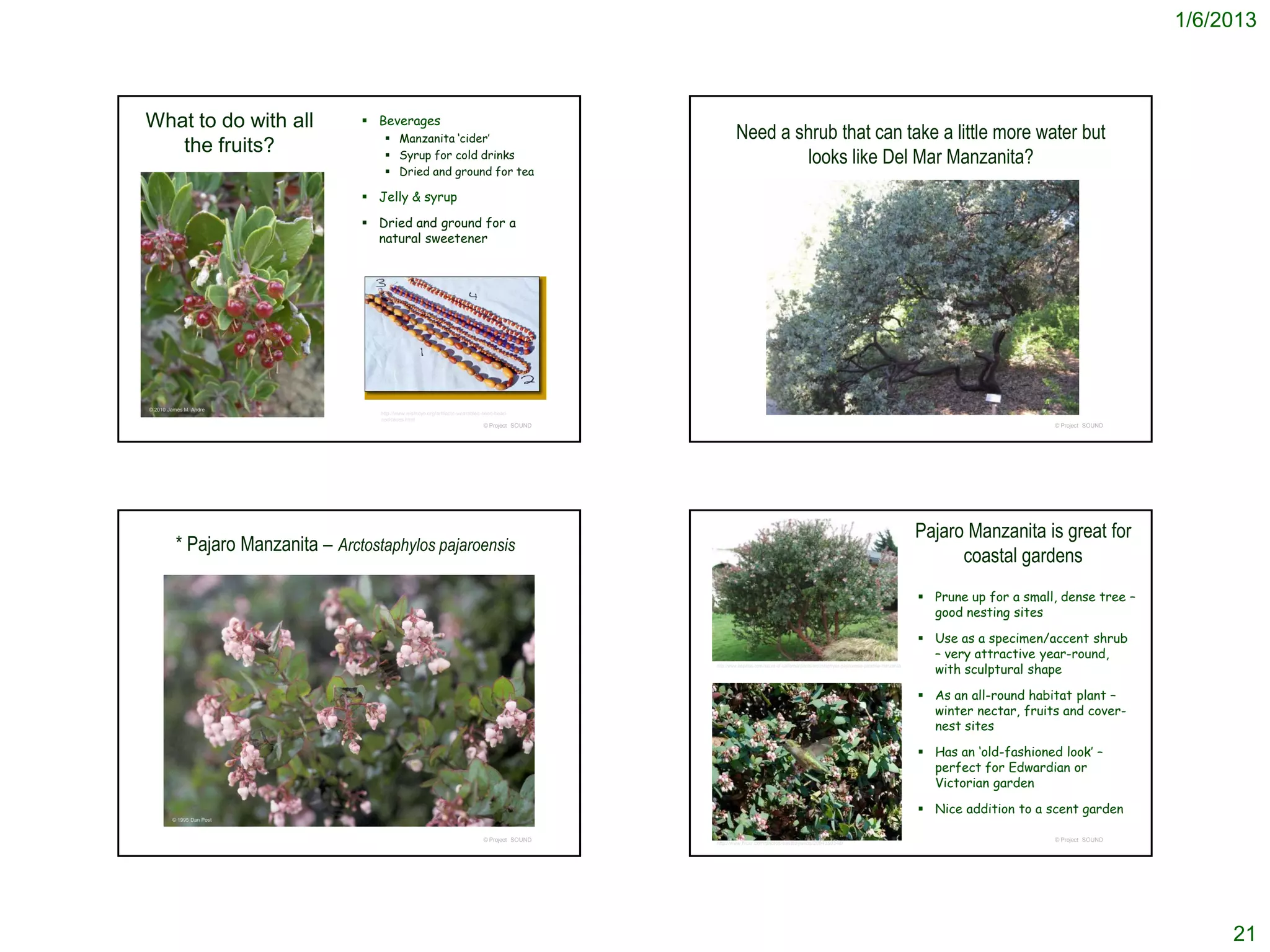1/6/2013



What to do with all                 Beverages
                                        Manzanita ‘cider’                                                   Need a shrub that can take a little more water but
   the fruits?                          Syrup for cold drinks                                                       looks like Del Mar Manzanita?
                                        Dried and ground for tea

                                    Jelly & syrup

                                    Dried and ground for a
                                     natural sweetener




© 2010 James M. Andre
                                      http://www.wishtoyo.org/artifacts-wearables-seed-bead-
                                      necklaces.html
                                                                                 © Project SOUND                                                                                                                               © Project SOUND




                                                                                                                                                                                                         Pajaro Manzanita is great for
          * Pajaro Manzanita – Arctostaphylos pajaroensis
                                                                                                                                                                                                               coastal gardens
                                                                                                                                                                                                          Prune up for a small, dense tree –
                                                                                                                                                                                                           good nesting sites

                                                                                                                                                                                                          Use as a specimen/accent shrub
                                                                                                                                                                                                           – very attractive year-round,
                                                                                                   http://www.laspilitas.com/nature-of-california/plants/arctostaphylos-pajaroensis-paradise-manzanita
                                                                                                                                                                                                           with sculptural shape

                                                                                                                                                                                                          As an all-round habitat plant –
                                                                                                                                                                                                           winter nectar, fruits and cover-
                                                                                                                                                                                                           nest sites

                                                                                                                                                                                                          Has an ‘old-fashioned look’ –
                                                                                                                                                                                                           perfect for Edwardian or
                                                                                                                                                                                                           Victorian garden

                                                                                                                                                                                                          Nice addition to a scent garden
        © 1995 Dan Post


                                                                                 © Project SOUND                                                                                                                               © Project SOUND
                                                                                                   http://www.flickr.com/photos/eastbaywilds/2994359348/




                                                                                                                                                                                                                                                      21
 