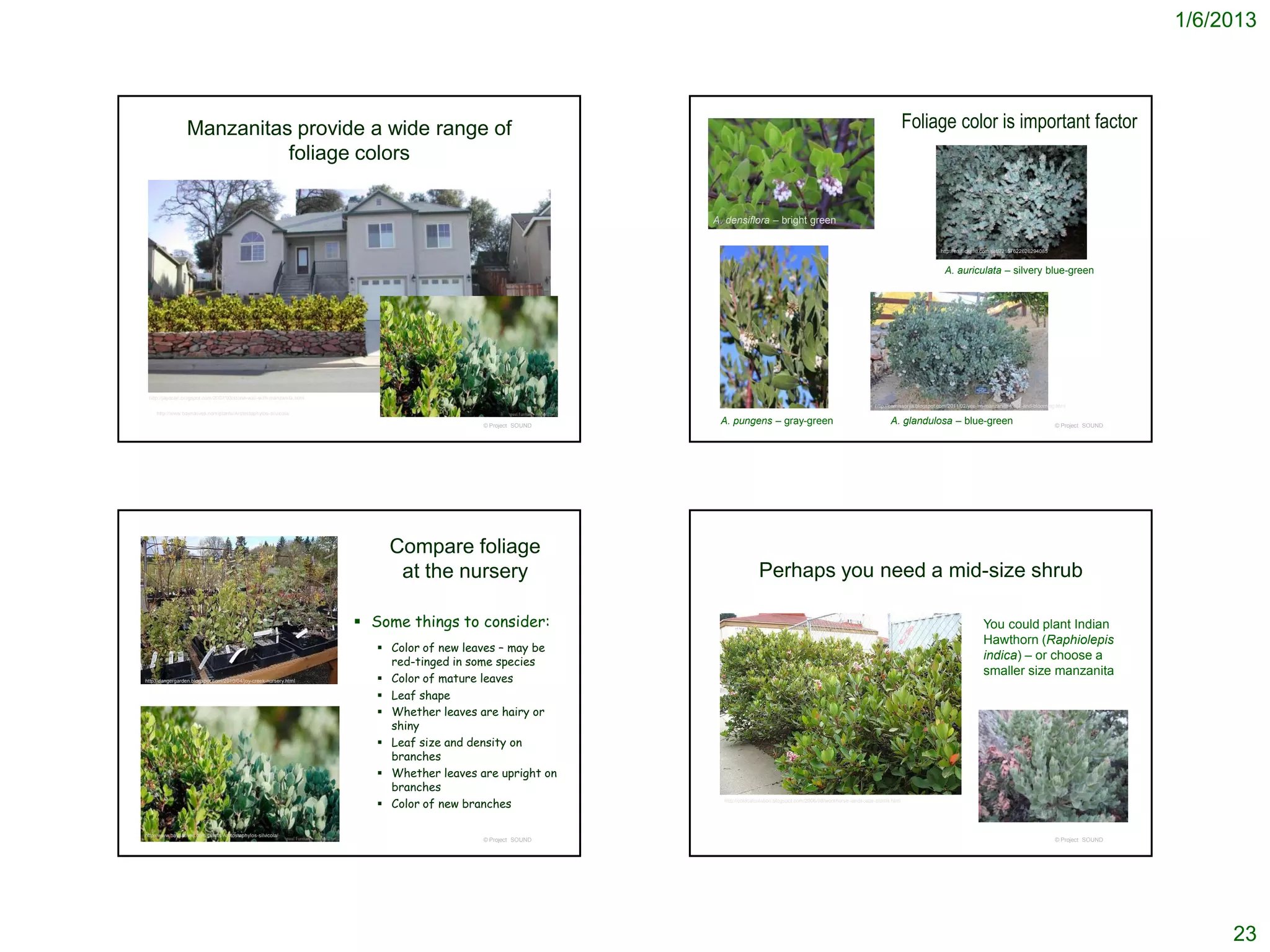 1/6/2013




                  Manzanitas provide a wide range of                                                                                                                                          Foliage color is important factor
                            foliage colors


                                                                                                              A. densiflora – bright green

                                                                                                                                                                                                           http://en.flickeflu.com/set/72157622626294085



                                                                                                                                                                                                            A. auriculata – silvery blue-green




 http://jayacarl.blogspot.com/2007/03/stone-wall-with-manzanita.html
                                                                                                                                                                                http://camissonia.blogspot.com/2011/02/yes-im-manzanita-freak-and-blooming.html
     http://www.baynatives.com/plants/Arctostaphylos-silvicola/

                                                                                            © Project SOUND
                                                                                                               A. pungens – gray-green                                                A. glandulosa – blue-green                                           © Project SOUND




                                                                            Compare foliage
                                                                             at the nursery                                   Perhaps you need a mid-size shrub

                                                                        Some things to consider:                                                                                                                           You could plant Indian
                                                                                                                                                                                                                            Hawthorn (Raphiolepis
                                                                           Color of new leaves – may be
                                                                            red-tinged in some species
                                                                                                                                                                                                                            indica) – or choose a
                                                                                                                                                                                                                            smaller size manzanita
http://dangergarden.blogspot.com/2010/04/joy-creek-nursery.html            Color of mature leaves
                                                                           Leaf shape
                                                                           Whether leaves are hairy or
                                                                            shiny
                                                                           Leaf size and density on
                                                                            branches
                                                                           Whether leaves are upright on
                                                                            branches
                                                                           Color of new branches               http://coldcalculation.blogspot.com/2006/09/workhorse-landscape-plants.html




http://www.baynatives.com/plants/Arctostaphylos-silvicola/
                                                                                            © Project SOUND                                                                                                                                                © Project SOUND




                                                                                                                                                                                                                                                                                  23
 