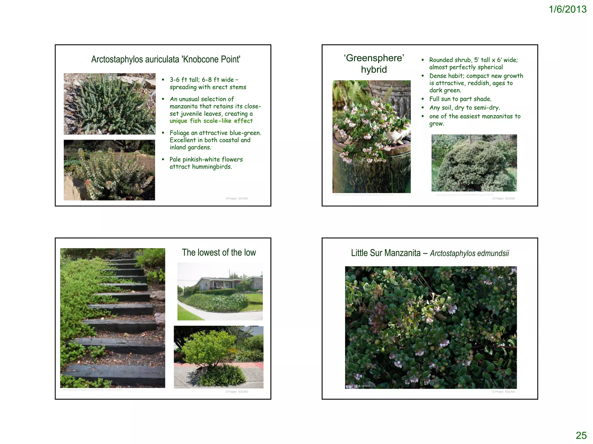 1/6/2013




                         Arctostaphylos auriculata 'Knobcone Point'                                    ‘Greensphere’                                    Rounded shrub, 5’ tall x 6’ wide;
                                                                                                                                                         almost perfectly spherical
                                                                                                           hybrid
                                                                                                                                                        Dense habit; compact new growth
                                                        3-6 ft tall; 6-8 ft wide –
                                                                                                                                                         is attractive, reddish, ages to
                                                         spreading with erect stems
                                                                                                                                                         dark green.
                                                        An unusual selection of                                                                        Full sun to part shade.
                                                         manzanita that retains its close-                                                              Any soil, dry to semi-dry.
                                                         set juvenile leaves, creating a                                                                one of the easiest manzanitas to
                                                         unique fish scale-like effect                                                                   grow.
                                                        Foliage an attractive blue-green.
                                                         Excellent in both coastal and
                                                         inland gardens.

                                                        Pale pinkish-white flowers
                                                         attract hummingbirds.



                                                                                               http://www.flickr.com/photos/eastbaywilds/4297456024/       http://davesgarden.com/guides/pf/showimage/235340/
                                                                             © Project SOUND                                                                                                                © Project SOUND




                                                              The lowest of the low                          Little Sur Manzanita – Arctostaphylos edmundsii




                                                                                                        © 2007 Penny DeWind
http://seedbyte.blogspot.com/2009_12_11_archive.html
                                                                             © Project SOUND                                                                                                                © Project SOUND




                                                                                                                                                                                                                                   25
 