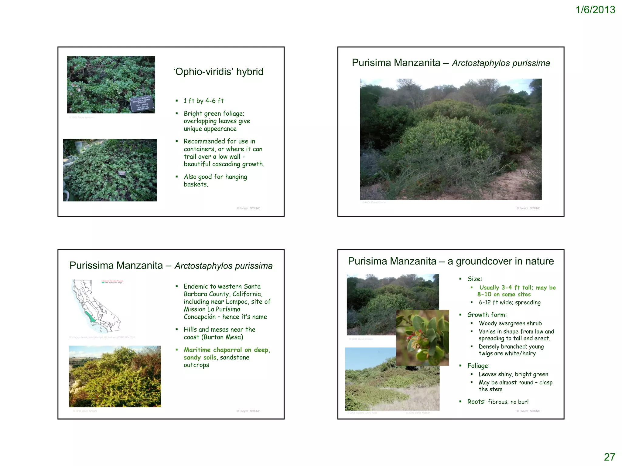 1/6/2013




                                                                                                                 Purisima Manzanita – Arctostaphylos purissima
                                                                        ‘Ophio-viridis’ hybrid

                                                                         1 ft by 4-6 ft

                                                                         Bright green foliage;
                                                                          overlapping leaves give
© 2006 Steve Matson




                                                                          unique appearance

                                                                         Recommended for use in
                                                                          containers, or where it can
                                                                          trail over a low wall -
                                                                          beautiful cascading growth.

                                                                         Also good for hanging
                                                                          baskets.

                                                                                                                          © 2004 David Graber

                                                                                            © Project SOUND                                                                                 © Project SOUND




Purissima Manzanita – Arctostaphylos purissima                                                                Purisima Manzanita – a groundcover in nature
                                                                                                                                                                       Size:
                                                                         Endemic to western Santa                                                                          Usually 3-4 ft tall; may be
                                                                          Barbara County, California,                                                                       8-10 on some sites
                                                                          including near Lompoc, site of                                                                   6-12 ft wide; spreading
                                                                          Mission La Purísima
                                                                          Concepción – hence it’s name                                                                 Growth form:
                                                                                                                                                                             Woody evergreen shrub
                                                                         Hills and mesas near the                                                                           Varies in shape from low and
http://ucjeps.berkeley.edu/cgi-bin/get_JM_treatment.pl?3449,3454,3523     coast (Burton Mesa)                  © 2004 David Graber                                            spreading to tall and erect.
                                                                                                                                                                             Densely branched; young
                                                                         Maritime chaparral on deep,
                                                                                                                                                                              twigs are white/hairy
                                                                          sandy soils, sandstone
                                                                          outcrops                                                                                     Foliage:
                                                                                                                                                                             Leaves shiny, bright green
                                                                                                                                                                             May be almost round – clasp
                                                                                                                                                                              the stem

                                                                                                                                                                       Roots: fibrous; no burl
    © 1993 David Graber                                                                     © Project SOUND                                                                                 © Project SOUND
                                                                                                              © 2006 Adonis (Don) Tate          © 2006 Steve Matson




                                                                                                                                                                                                                   27
 