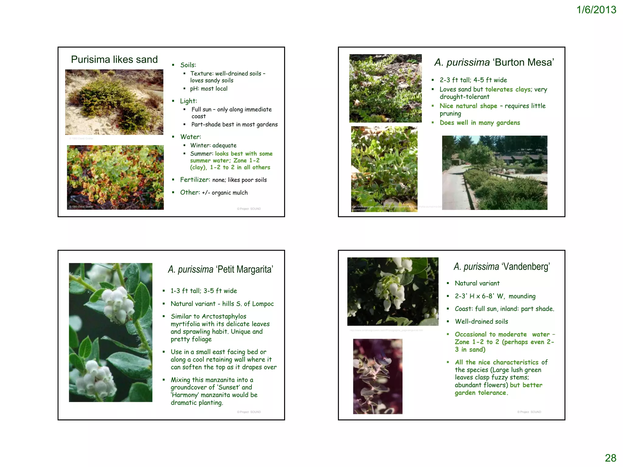 1/6/2013



 Purisima likes sand       Soils:                                                                                                              A. purissima ‘Burton Mesa’
                               Texture: well-drained soils –
                                loves sandy soils                                                                                              2-3 ft tall; 4-5 ft wide
                               pH: most local                                                                                                 Loves sand but tolerates clays; very
                                                                                                                                                drought-tolerant
                           Light:
                                                                                                                                               Nice natural shape – requires little
                                 Full sun – only along immediate
                                  coast                                                                                                         pruning
                                 Part-shade best in most gardens                                                                              Does well in many gardens

© 1993 David Graber        Water:
                               Winter: adequate
                               Summer: looks best with some
                                summer water; Zone 1-2
                                (clay), 1-2 to 2 in all others

                           Fertilizer: none; likes poor soils

                           Other: +/- organic mulch

© 1993 David Graber                                                    http://www.laspilitas.com/nature-of-california/plants/arctostaphylos-purissima-burton-mesa-
                                                    © Project SOUND    groundcover                                                                                                   © Project SOUND




                        A. purissima ‘Petit Margarita’                                                                                                               A. purissima ‘Vandenberg’
                                                                                                                                                            Natural variant
                        1-3 ft tall; 3-5 ft wide
                                                                                                                                                            2-3' H x 6-8' W, mounding
                        Natural variant - hills S. of Lompoc
                                                                                                                                                            Coast: full sun, inland: part shade.
                        Similar to Arctostaphylos
                         myrtifolia with its delicate leaves                                                                                                Well-drained soils
                         and sprawling habit. Unique and              http://www.elnativogrowers.com/Photographs_page/arcpurva.htm

                                                                                                                                                            Occasional to moderate water –
                         pretty foliage                                                                                                                      Zone 1-2 to 2 (perhaps even 2-
                        Use in a small east facing bed or                                                                                                   3 in sand)
                         along a cool retaining wall where it                                                                                               All the nice characteristics of
                         can soften the top as it drapes over                                                                                                the species (Large lush green
                        Mixing this manzanita into a                                                                                                        leaves clasp fuzzy stems;
                         groundcover of ‘Sunset’ and                                                                                                         abundant flowers) but better
                         ‘Harmony’ manzanita would be                                                                                                        garden tolerance.
                         dramatic planting.
                                                    © Project SOUND                                                                                                                  © Project SOUND




                                                                                                                                                                                                            28
 