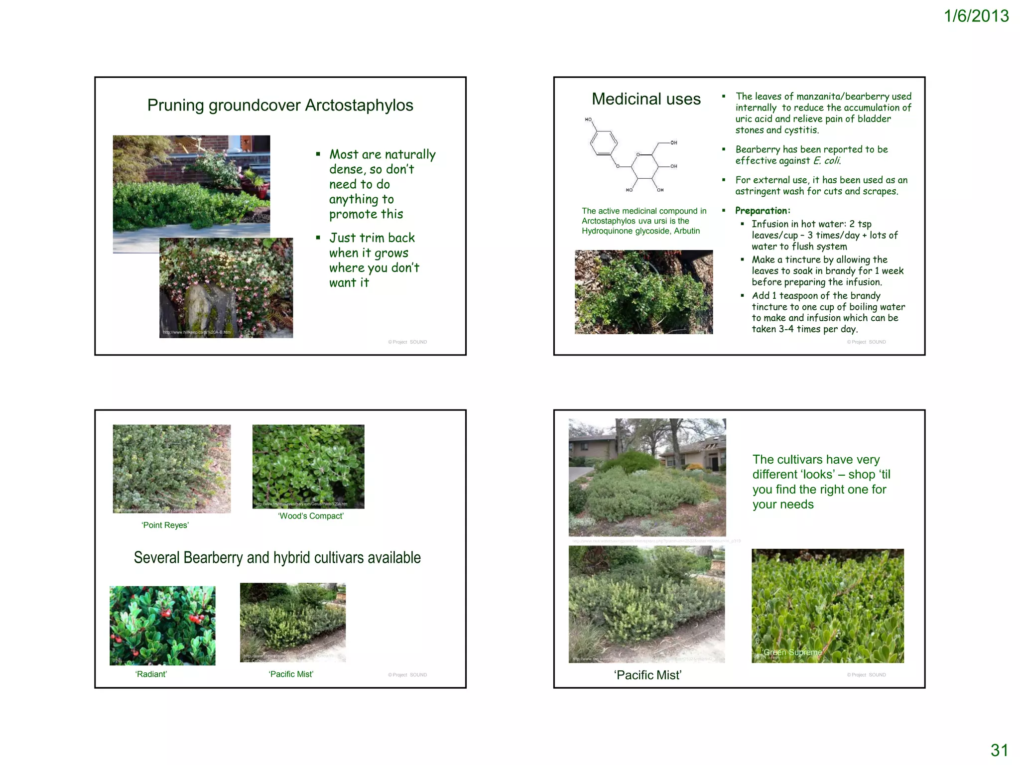 1/6/2013



                                                                                                                                                                                                                                 The leaves of manzanita/bearberry used
                Pruning groundcover Arctostaphylos                                                                                                        Medicinal uses                                                          internally to reduce the accumulation of
                                                                                                                                                                                                                                  uric acid and relieve pain of bladder
                                                                                                                                                                                                                                  stones and cystitis.

                                                                                                                                                                                                                                 Bearberry has been reported to be
                                                                                                         Most are naturally                                                                                                      effective against E. coli.
                                                                                                          dense, so don’t
                                                                                                                                                                                                                                  For external use, it has been used as an
                                                                                                          need to do                                                                                                         
                                                                                                                                                                                                                                  astringent wash for cuts and scrapes.
                                                                                                          anything to
                                                                                                          promote this                               The active medicinal compound in                                            Preparation:
                                                                                                                                                     Arctostaphylos uva ursi is the                                                 Infusion in hot water: 2 tsp
                                                                                                                                                     Hydroquinone glycoside, Arbutin
                                                                                                         Just trim back                                                                                                             leaves/cup – 3 times/day + lots of
                                                                                                                                                                                                                                     water to flush system
                                                                                                          when it grows
http://laurries.blogspot.com/2010_11_01_archive.html


                                                                                                                                                                                                                                    Make a tincture by allowing the
                                                                                                          where you don’t                                                                                                            leaves to soak in brandy for 1 week
                                                                                                          want it                                                                                                                    before preparing the infusion.
                                                                                                                                                                                                                                    Add 1 teaspoon of the brandy
                                                                                                                                                                                                                                     tincture to one cup of boiling water
                                                                                                                                                                                                                                     to make and infusion which can be
                        http://www.hillkeep.ca/ts%20A-B.htm                                                                                                                                                                          taken 3-4 times per day.
                                                                                                                               © Project SOUND                                                                                                             © Project SOUND




                                                                                                                                                                                                                                        The cultivars have very
                                                                                                                                                                                                                                        different ‘looks’ – shop ‘til
                                                                                                                                                                                                                                        you find the right one for
http://www.yerbabuenanursery.com/viewplant.php?pid=407
                                                                    http://www.tinytreasuresnursery.com/Genus/Plants%20A.htm
                                                                                                                                                                                                                                        your needs
                                                                                 ‘Wood’s Compact’
             ‘Point Reyes’
                                                                                                                                                 http://www.rwa.watersavingplants.com/eplant.php?plantnum=2532&letter=d&return=s_p319




         Several Bearberry and hybrid cultivars available




                                                              http://www.jamesdeandesign.com/Slide_Show/Pl
                                                                                                                                                                                                                                         ‘Green Supreme’
                                                              ant_Catalog/SHRUBS/                                                                http://www.sm.watersavingplants.com/eplant.php?plantnum=2532&return=l2_aP



         ‘Radiant’                                                         ‘Pacific Mist’                                      © Project SOUND
                                                                                                                                                                     ‘Pacific Mist’                                                                        © Project SOUND




                                                                                                                                                                                                                                                                                  31
 