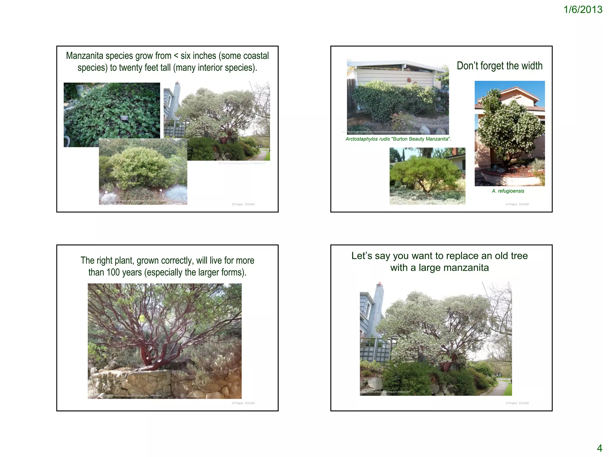 1/6/2013



Manzanita species grow from < six inches (some coastal
  species) to twenty feet tall (many interior species).                                                                                                                                                       Don’t forget the width




                                                                                                                                        http://forums.gardenweb.com/forums/load/swest/msg0309450418785.html


                                                                                                                                           Arctostaphylos rudis "Burton Beauty Manzanita".



                                                                                           http://www.arthurleej.com/p-o-m-Mar08.html




                                                                                                                                                                                                                      A. refugioensis
              http://www.fresno.watersavingplants.com/eplant.php?plantnum=24200&letter=b
              &return=s_aP                                                                             © Project SOUND                                                                                                      © Project SOUND




   The right plant, grown correctly, will live for more                                                                                        Let’s say you want to replace an old tree
     than 100 years (especially the larger forms).                                                                                                      with a large manzanita




                                                                                                                                                        http://www.arthurleej.com/p-o-m-Mar08.html
      http://123terry.com/photos/mom_day_2008/mom_day_2008.html


                                                                                                       © Project SOUND                                                                                                      © Project SOUND




                                                                                                                                                                                                                                                    4
 